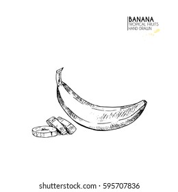 Vector hand drawn set of exotic fruits. Isolated banana. Engraved art. Delicious tropical vegetarian objects. Use for restaurant, menu, smoothie bowl, market, store, party decoration, meal
