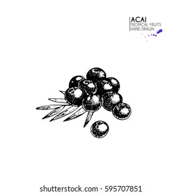 Vector hand drawn set of exotic fruits. Isolated acai berry. Engraved art. Delicious tropical vegetarian objects. Use for restaurant, menu, smoothie bowl, market, store, party decoration, meal
