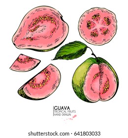 Vector hand drawn set of exotic fruits. Isolated guava. Engraved colored art. Delicious tropical vegetarian objects. Use for restaurant, menu, smoothie bowl, market, store, party decoration, meal