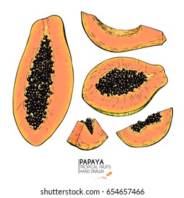 Vector hand drawn set of exotic fruits. Isolated papaya. Engraved colored art. Delicious tropical vegetarian objects. Use for restaurant, meal, market, store, menu, party decoration, smoothie bowls