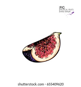 Vector hand drawn set of exotic fruits. Isolated fig. Engraved colored art. Delicious tropical vegetarian objects. Use for restaurant, menu, smoothie bowl, market, store, party decoration, meal