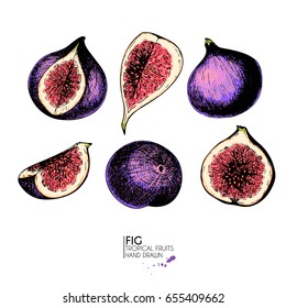 Vector hand drawn set of exotic fruits. Isolated fig. Engraved colored art. Delicious tropical vegetarian objects. Use for restaurant, menu, smoothie bowl, market, store, party decoration, meal