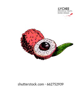 Vector hand drawn set of exotic fruits. Isolated lychee fruit. Engraved colored art. Delicious tropical vegetarian objects. for restaurant, meal, market, store, menu, party decoration, smoothie bowls