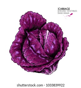 Vector hand drawn set of farm vegetables. Isolated red cabbage. Engraved colored art. Organic sketched vegetarian objects. Use for restaurant, menu, grocery, market, store, party