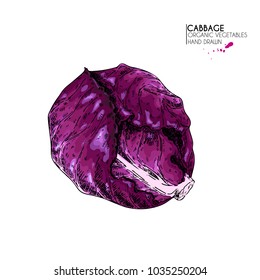 Vector hand drawn set of farm vegetables. Isolated red cabbage. Engraved colored art. Organic sketched vegetarian objects. Use for restaurant, menu, grocery, market, store, party