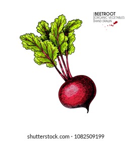 Vector hand drawn set of farm vegetables. Isolated beetroot with haulm. Engraved colored art. Organic sketched vegetarian objects. Use for restaurant, menu, grocery, market, store, party.