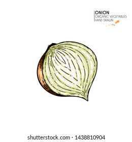 Vector hand drawn set of farm vegetables. Isolated whole, sliced onion and rings. Engraved colored art. Organic vegetarian food. Use for restaurant, menu, grocery, market, store, party, meal
