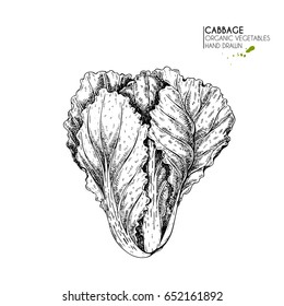 Vector hand drawn set of farm vegetables. Isolated chinese cabbage. Engraved art. Organic sketched vegetarian objects. Use for restaurant, menu, grocery, market, store, party, meal