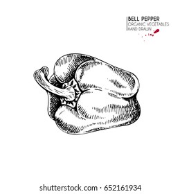 Vector hand drawn set of farm vegetables. Isolated whole bell pepper. Engraved art. Organic sketched vegetarian objects. Use for restaurant, menu, grocery, market, store, party, meal