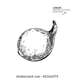 Vector hand drawn set of farm vegetables. Isolated whole onion. Engraved art. Organic sketched vegetarian objects. Use for restaurant, menu, grocery, market, store, party, meal