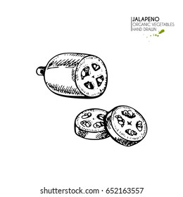 Vector hand drawn set of farm vegetables. Isolated hot sliced jalapeno pepper. Engraved art. Organic sketched vegetarian objects. Use for restaurant, menu, grocery, market, store, party, meal
