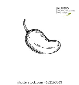 Vector hand drawn set of farm vegetables. Isolated hot chili jalapeno pepper. Engraved art. Organic sketched vegetarian objects. Use for restaurant, menu, grocery, market, store, party, meal