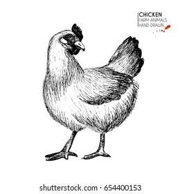 Vector hand drawn set of farm animals. Isolated chicken hen. Engraved art. Organic sketched farming birds. Use for restaurant, menu, grocery, market, store, party, meal