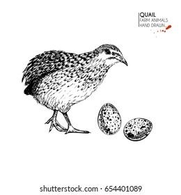 Vector hand drawn set of farm animals. Isolated quail bird and eggs. Engraved art. Organic sketched farming birds. Use for restaurant, menu, grocery, market, store, party, meal