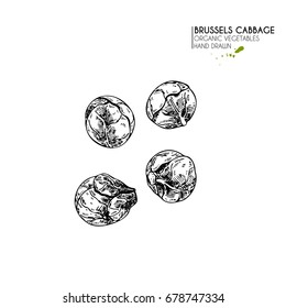Vector hand drawn set of farm vegetables. Isolated brussels cabbage. Engraved art. Organic sketched vegetarian objects. Use for restaurant, menu, grocery, market, store, party, meal