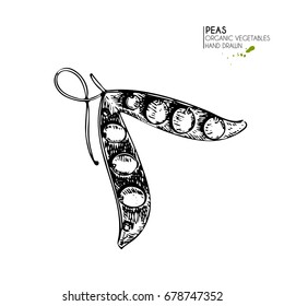 Vector hand drawn set of farm vegetables. Isolated green peas. Engraved art. Organic sketched vegetarian objects. Use for restaurant, menu, grocery, market, store, party, meal
