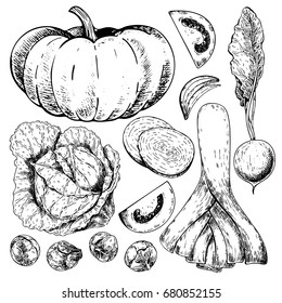 Vector hand drawn set of farm vegetables. Isolated pumpkin, cabbage, brussels sprout, leek, tomato, onion, radish. Engraved art. Organic sketched objects. restaurant, menu grocery market store party
