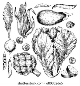 Vector hand drawn set of farm vegetables. Isolated radish, artichoke, cabbage, eggplant, corn, brussels sprout. Engraved art. Organic sketched objects. restaurant, menu, grocery market store party