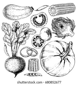 Vector hand drawn set of farm vegetables. Isolated zucchini, beetroot, peas, tomato, onion, pumpkin, artichoke, corn. Engraved art. Organic sketched objects. restaurant menu grocery market store party