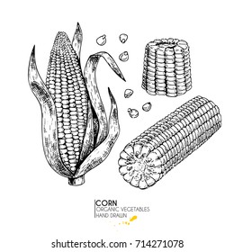 Vector hand drawn set of farm vegetables. Isolated corn cobs. Engraved art. Organic sketched vegetarian objects. Use for restaurant, menu, grocery, market, store, party, meal