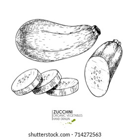 Vector hand drawn set of farm vegetables. Isolated whole, sliced and half zucchini. Engraved art. Organic sketched vegetarian objects. Use for restaurant, menu, grocery, market, store, party, meal