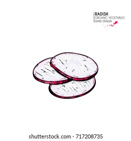 Vector hand drawn set of farm vegetables. Isolated sliced radish. Engraved colored art. Organic sketched vegetarian objects. Use for restaurant, menu, grocery, market, store, party, meal