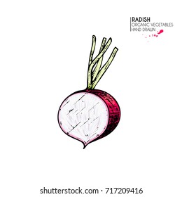 Vector hand drawn set of farm vegetables. Isolated half radish. Engraved colored art. Organic sketched vegetarian objects. Use for restaurant, menu, grocery, market, store, party, meal