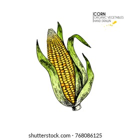 Vector hand drawn set of farm vegetables. Isolated corn cob. Engraved colored art. Organic sketched vegetarian objects. Use for restaurant, menu, grocery, market, store. Maize, cereal, grain.