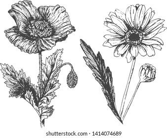 Vector hand drawn set of field summer flowers. Blooming poppy and chamomile. Isolated on white background.