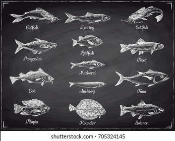 Vector hand drawn set of fish Illustration. Sketch vintage style. Design template. Retro background. Donuts, Eclairs, macarons and shakes. Chalkboard