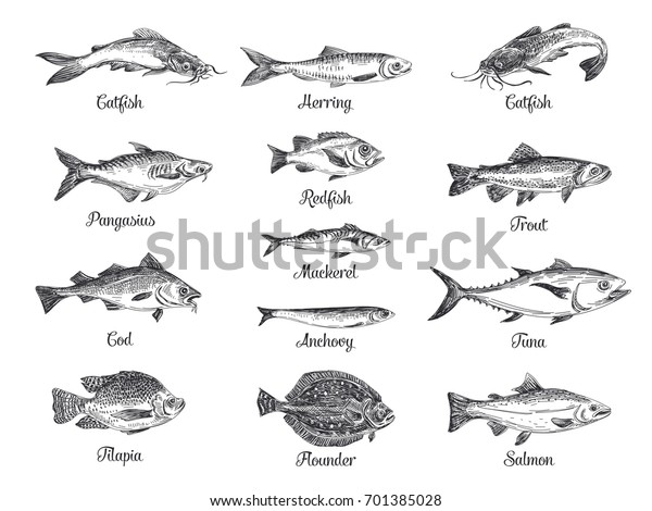 Vector Hand Drawn Set Fish Illustration Stock Vector (Royalty Free ...