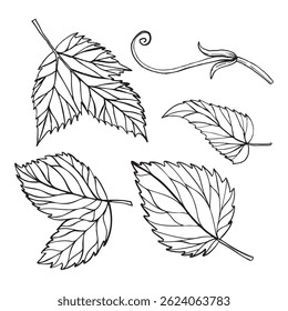 vector hand drawn set of four leafs 