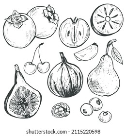 Vector hand drawn set of fruits and berries 
