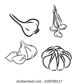 Vektor handgezeichnet Knoblauch. Kräuterkunde und Gewürzkunde