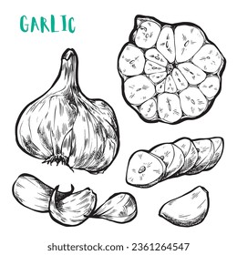 Vector hand drawn set of garlic. Herbs and spices sketch illustration