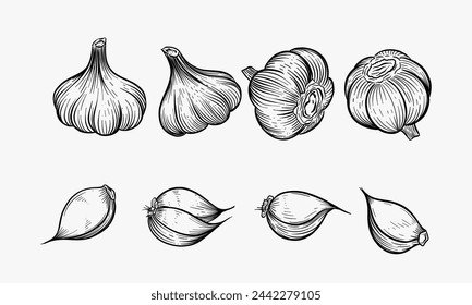 Vector hand drawn set of garlic. Herbs and spices sketch illustration