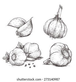 Vector hand drawn set of garlic. Herbs and spices sketch illustration