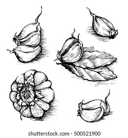 Vector hand drawn set of garlic with laurel leaf. Herbs and spices sketch illustration isolated on white background