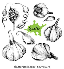 Vector hand drawn set of garlic. Herbs and spices sketch illustration for your design