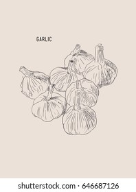 Vector hand drawn set of garlic. Herbs and spices sketch illustration