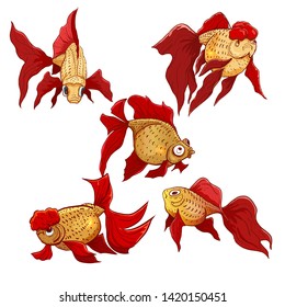 Vector hand drawn set of goldfish. Calico goldfish, lionhead goldfish, cometas goldfish.