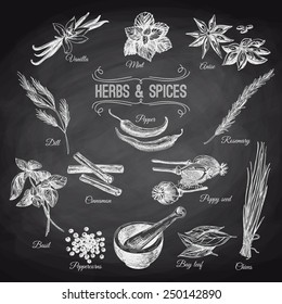 Vector hand drawn set with Herbs Spices. Vintage illustration. Retro collection. Chalkboard.