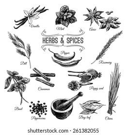 Vector hand drawn set with Herbs Spices. Vintage illustration. Retro collection.