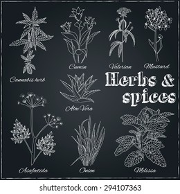 Vector hand drawn set with Herbs and Spices. Vintage illustration. Retro collection with cannabis herb, cumin, valerian, mustard, aloe vera, asafoetida, onion, melissa .