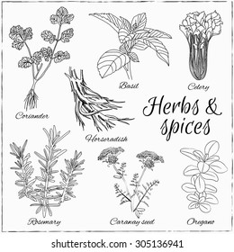 Vector hand drawn set with Herbs and Spices. Vintage illustration. Retro collection with coriander, basil, celery, horseradish, rosemary, caraway seed, oregano.