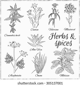 Vector hand drawn set with Herbs and Spices. Vintage illustration. Retro collection with cannabis herb, cumin, valerian, mustard, aloe vera, asafoetida, onion, melissa .