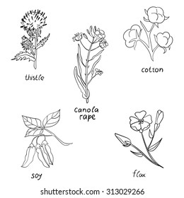 Vector Hand Drawn Set Herbs Thistle Stock Vector (Royalty Free ...