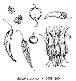 Vector hand drawn set of hot Chili pepper. Black and white.Ink drawn illustration in sketch style.