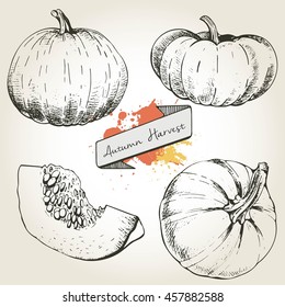 Vector hand drawn set illustration of pumpkin. Engraving autumn vegetable isolated on vintage background. Harvest for cooking.