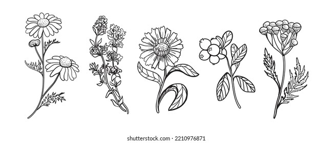 Vector hand drawn set of medicinal plants: chamomile, calendula, lingonberry, sage, tansy. Nature logo, herbalism, vintage, illustration for packaging, 
labels, tattoo.